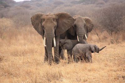 Tansania-Elefanten_PIXABAY.jpg