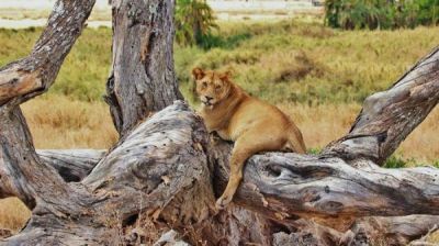 Tansania-Löwin_auf_einem_Baum-Folie8_(1).JPG
