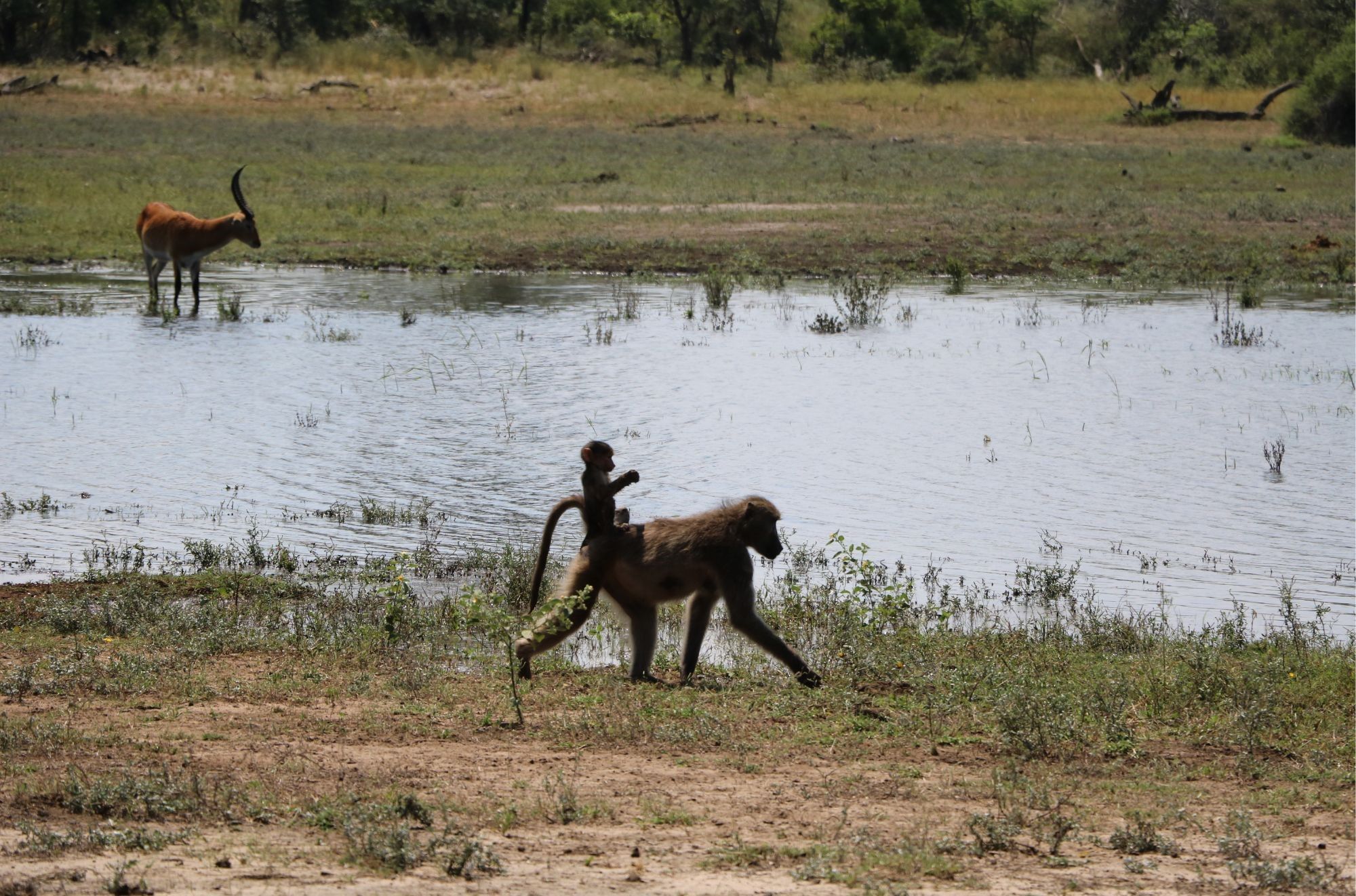 Bwabwata_Nationalpark.jpg