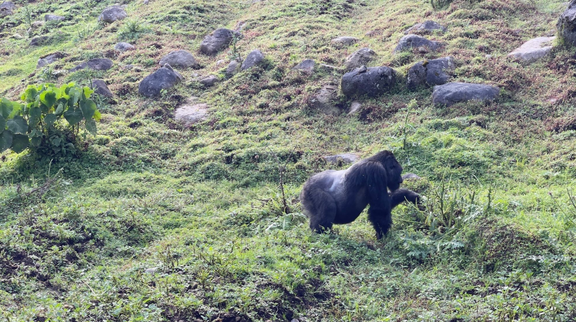 Gorilla-Trekking im Volcanoes-Nationalpark