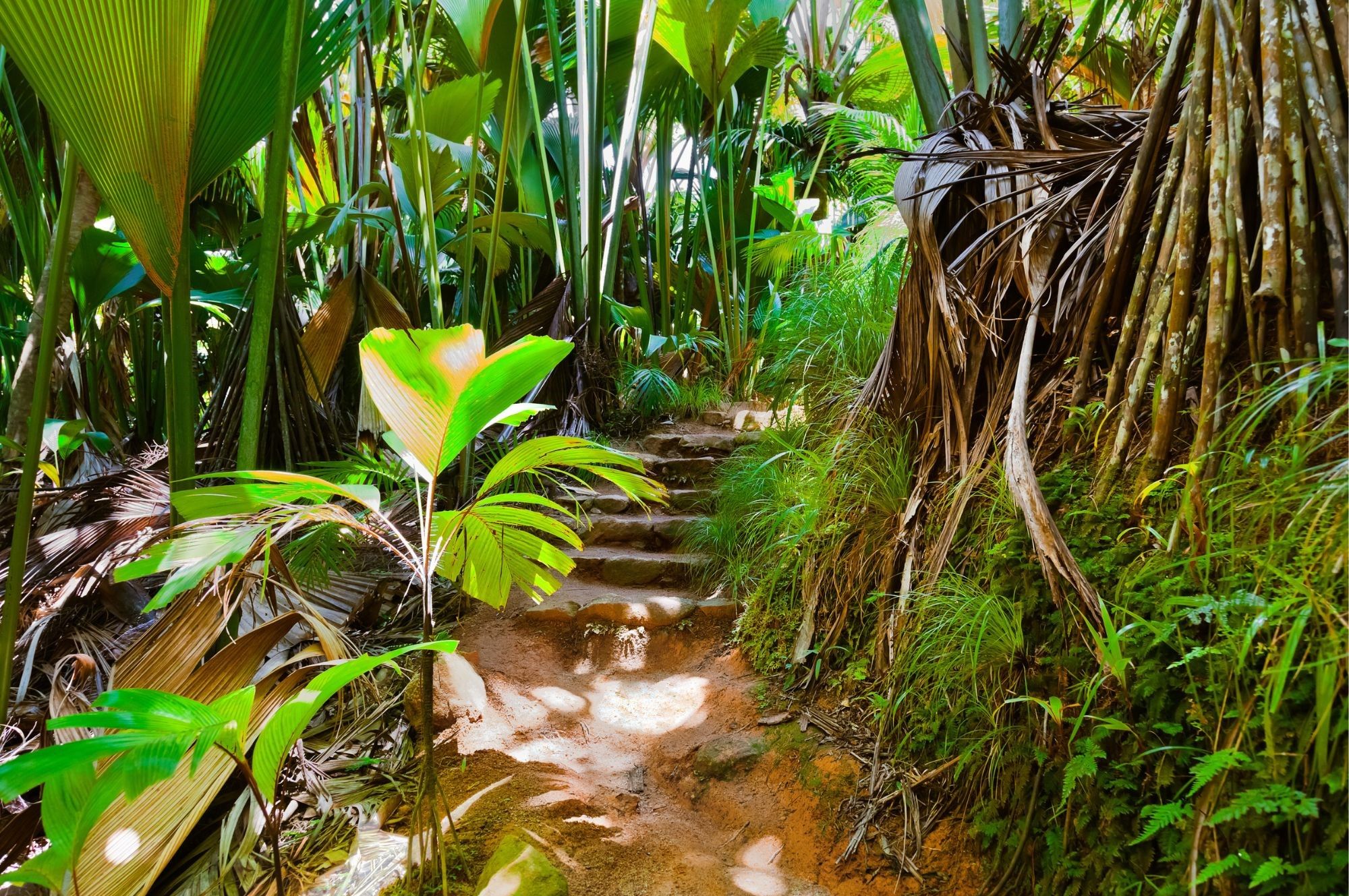 Vallee de Mai