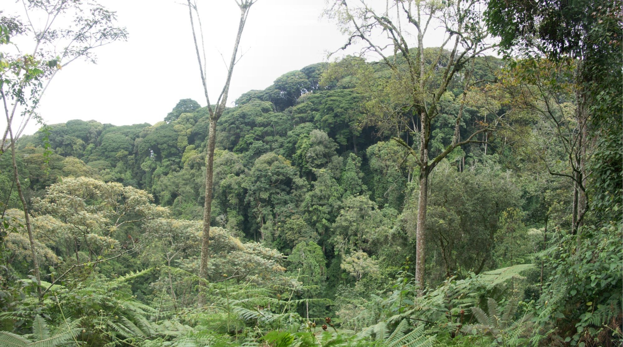 Nyungwe-Wald