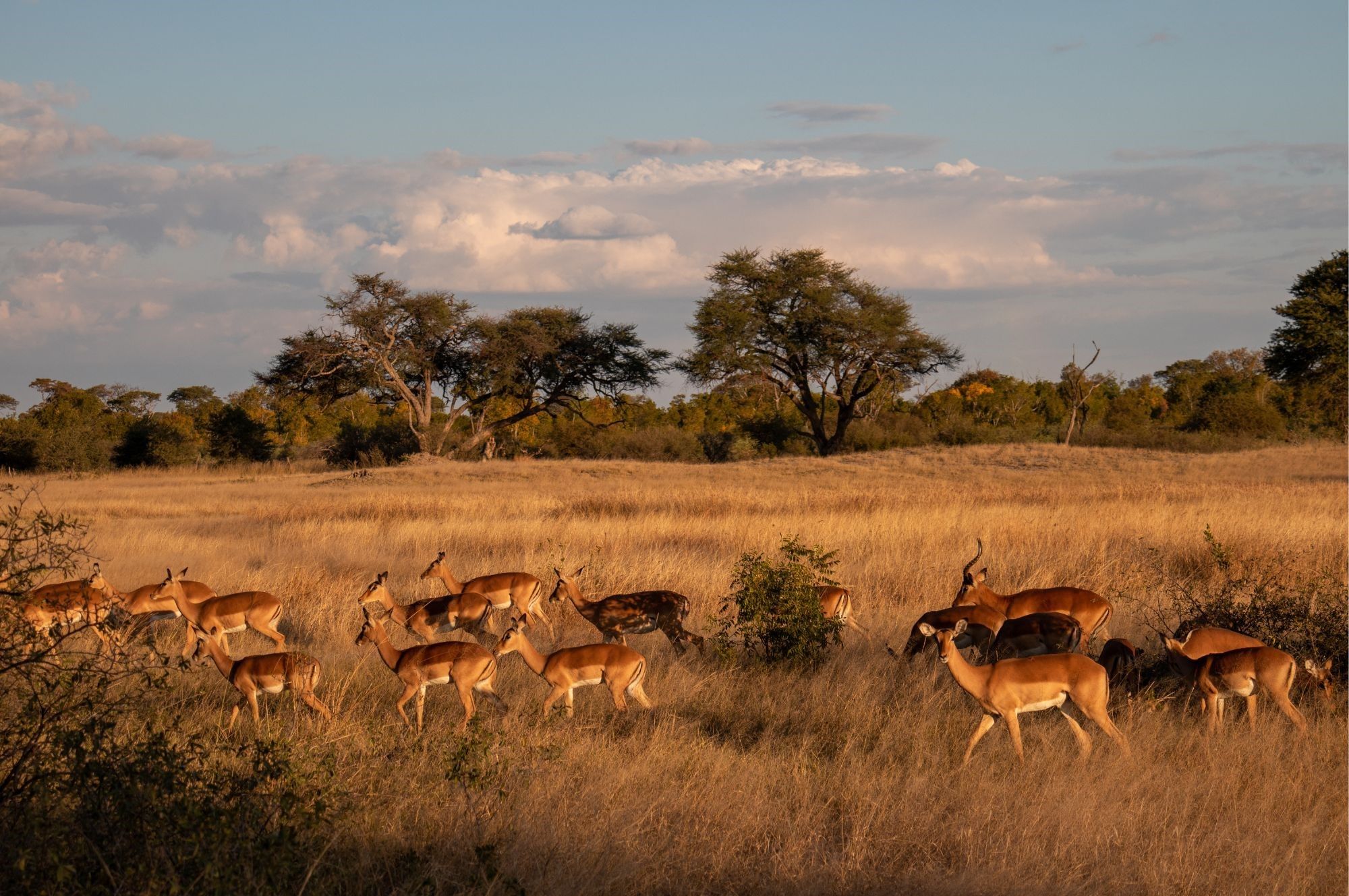 Must-see & Naturerlebnisse  - Highlights in Simbabwe