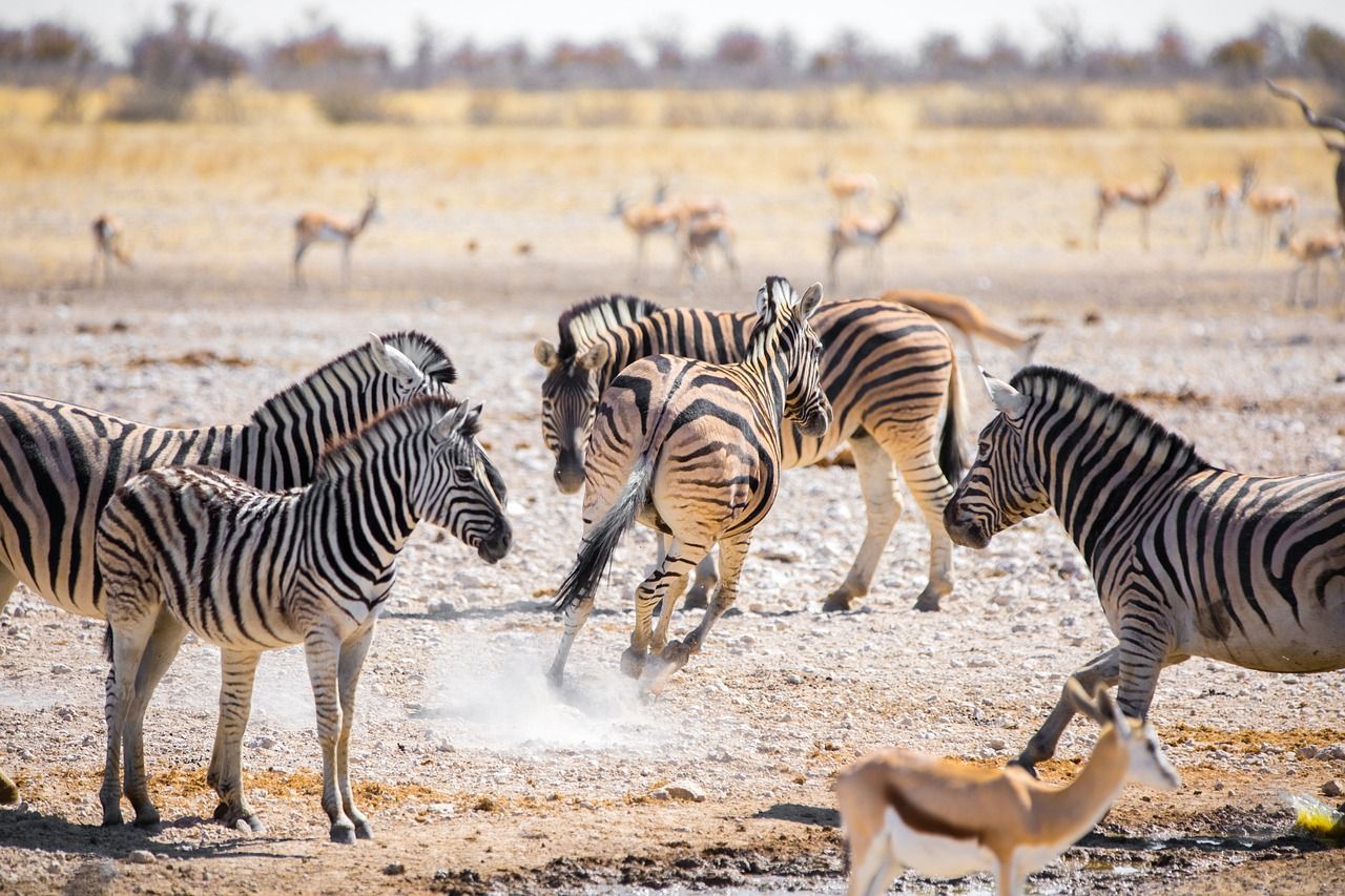 Etosha-Nationalpark